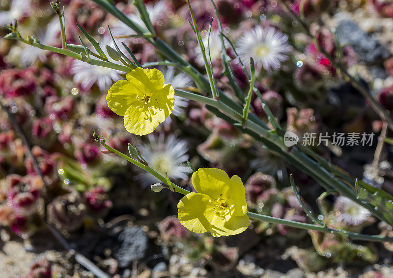 月桂花是月桂科月见草科的一种花。生长在墨西哥的下加利福尼亚。Sierra de San Francisco地区。